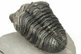 Large Phacopid (Drotops) Trilobite - Multi-Toned Shell Color #235806-4
